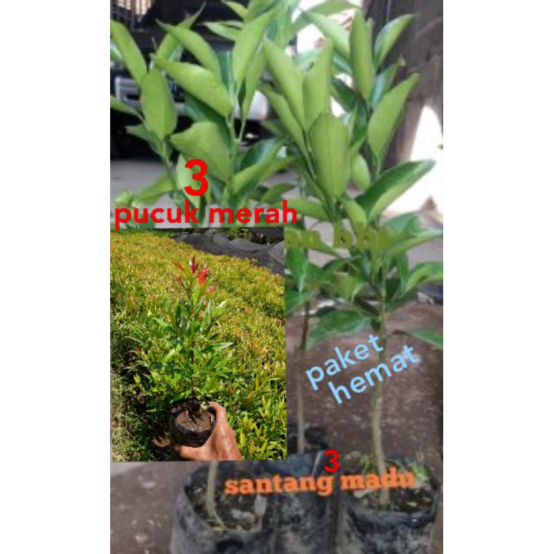 

paket hemat 3santang madu+3pucuk merah