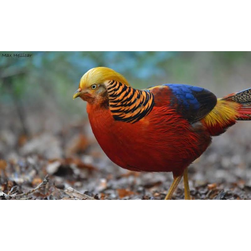 TELUR AYAM RINGNECK GOLDEN PHEASANT / AYAM HIAS