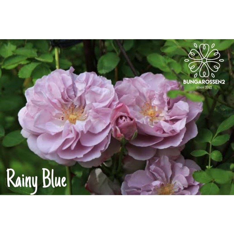 Bunga Mawar Import RAINY BLUE (dewasa) - mawar import murah - mawar asli