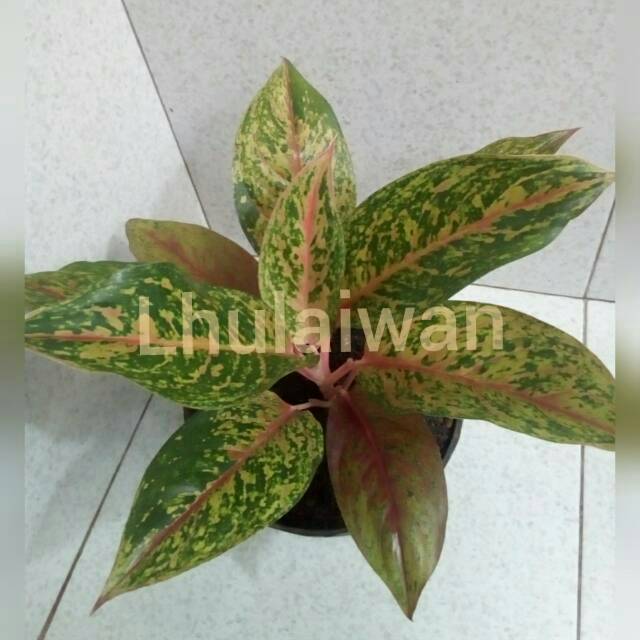 Tanaman hias aglonema gatotkaca mongol