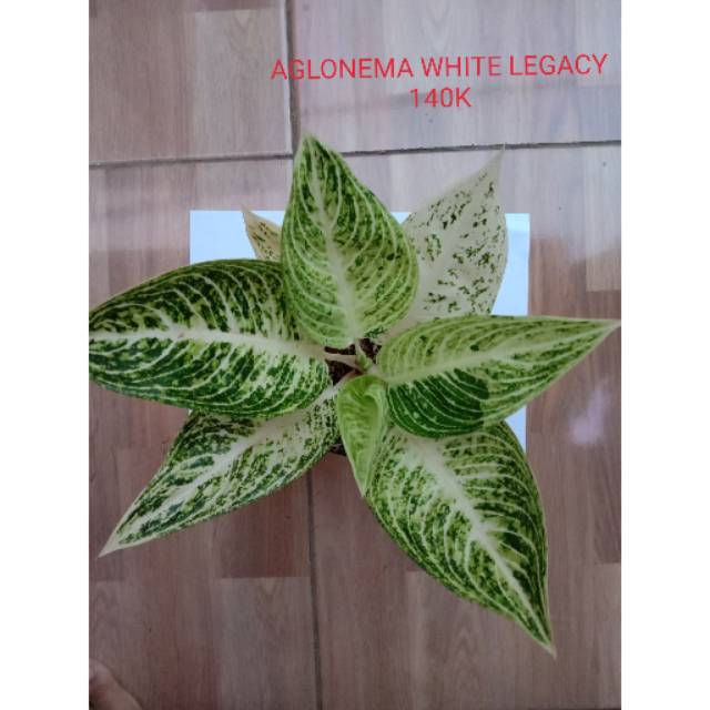 Aglonema white legacy (legacy putih)