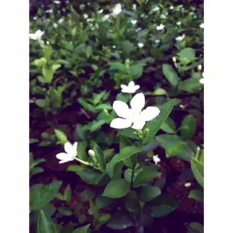 tanaman hias melati yasmin / bunga melati yasmin / melati yasmin / melati