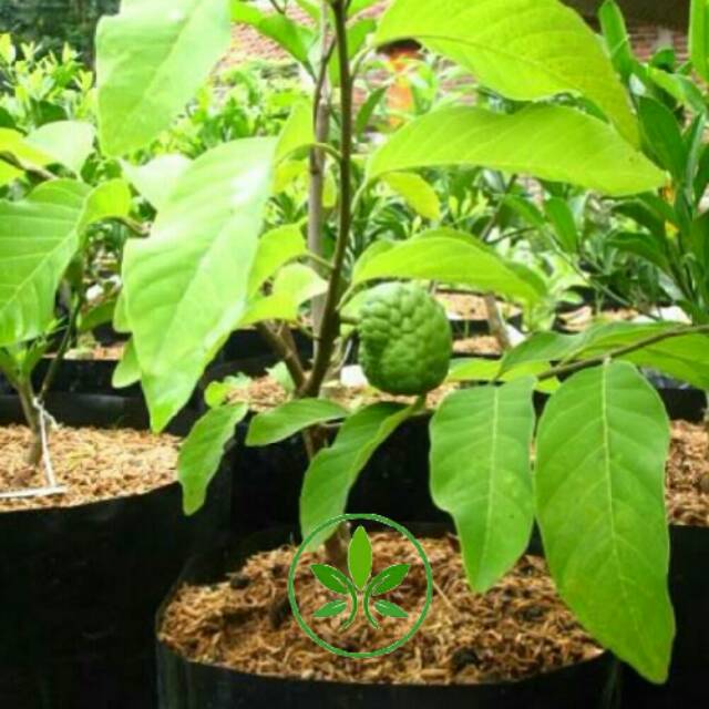 Bibit Tanaman Buah Srikaya Besar/Jumbo/Pohon Buah Srikaya Jumbo