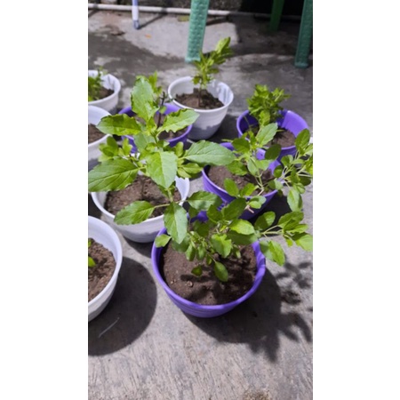 BIBIT POHON DAUN RUKU RUKU / LAMPES/KEMANGI HUTAN/HOLY BASIL