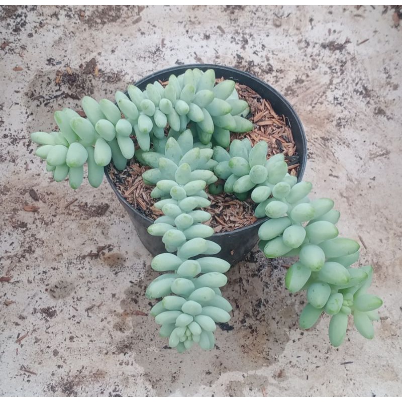 tanaman sukulen air mata ibu