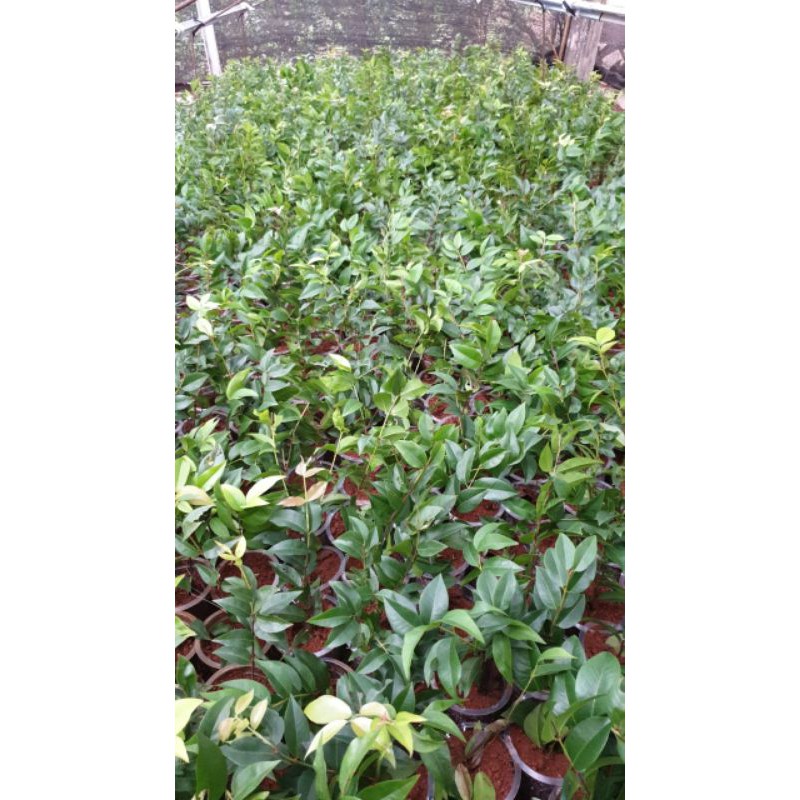 Jaboticaba Preco Stek ukuran mini