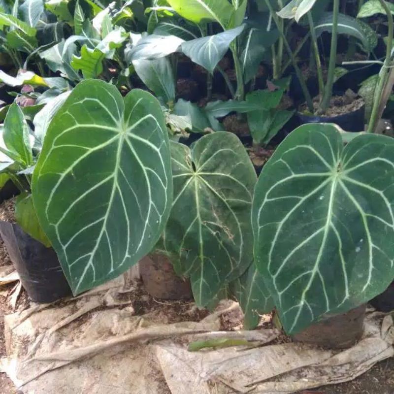 pohon hias kuping gajah daun lebar -kuping gajah jumbo