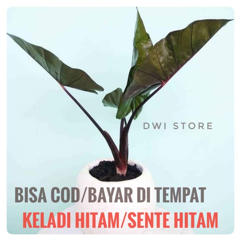 Tanaman hias  keladi Sente Hitam  Talas hitam  Lompong  Talas hitam