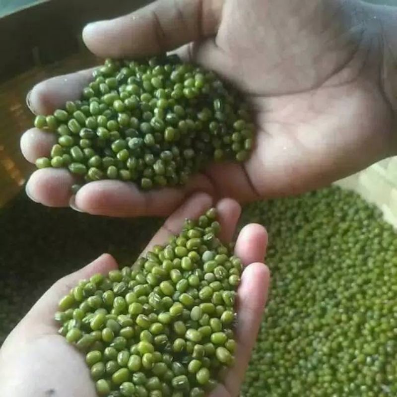 kacang hijau besar lokal 1kg di jamin mantull