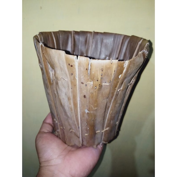 tempat daksina daun kelapa tua