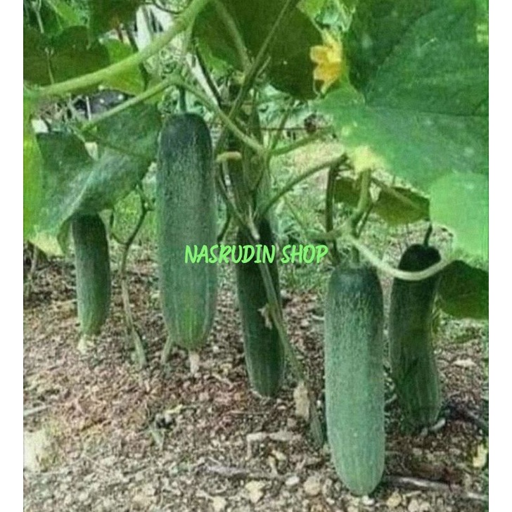 

[Fresh] MENTIMUN SAYUR BUAH MENTIMUN SEGAR LANGSUNG PETIK TIMUN MUDA TIMUN SEGAR TIMUN LALAB BONTENG