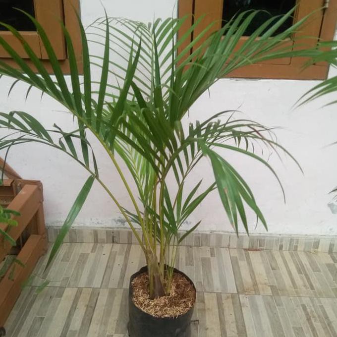 bibit pohon palem kuning / tanaman hias palem kuning / palem kuning #_#