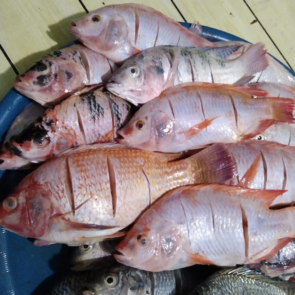 

Nila Merah Segar (Beku)1kg