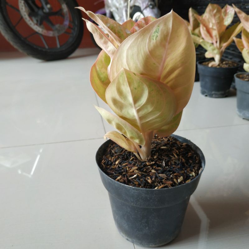 Denpasar Moon Aglaonema