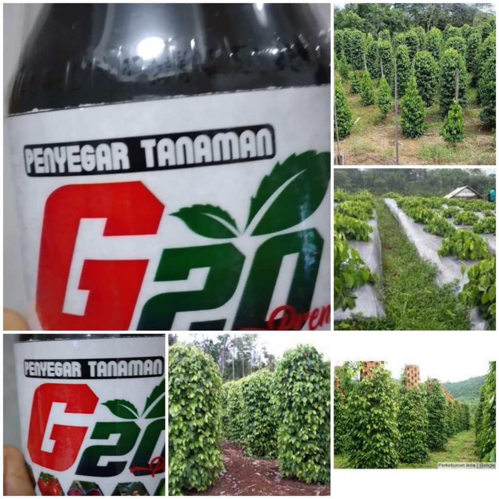 Pupuk Penyubur Tanaman Lada ZPT G20
