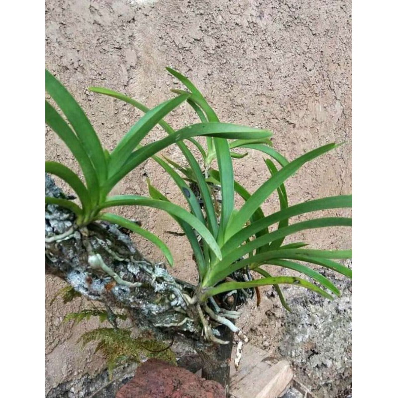 Bibit anggrek vanda limbata