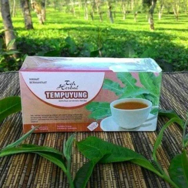 

Herbal mengobati batu ginjal dan melancarkan buang air kecil dengan teh tempuyung alami berkualitas
