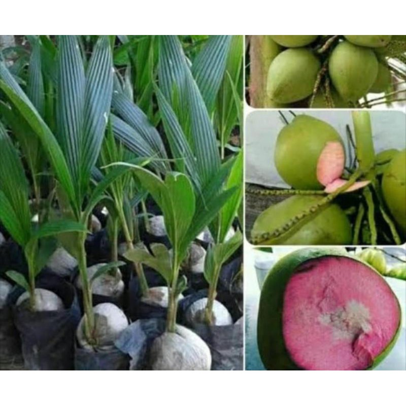 

kelapa wulung