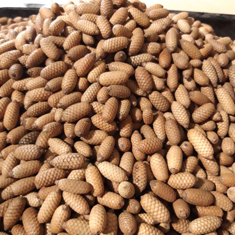 

Biji rotan lonjong kiloan