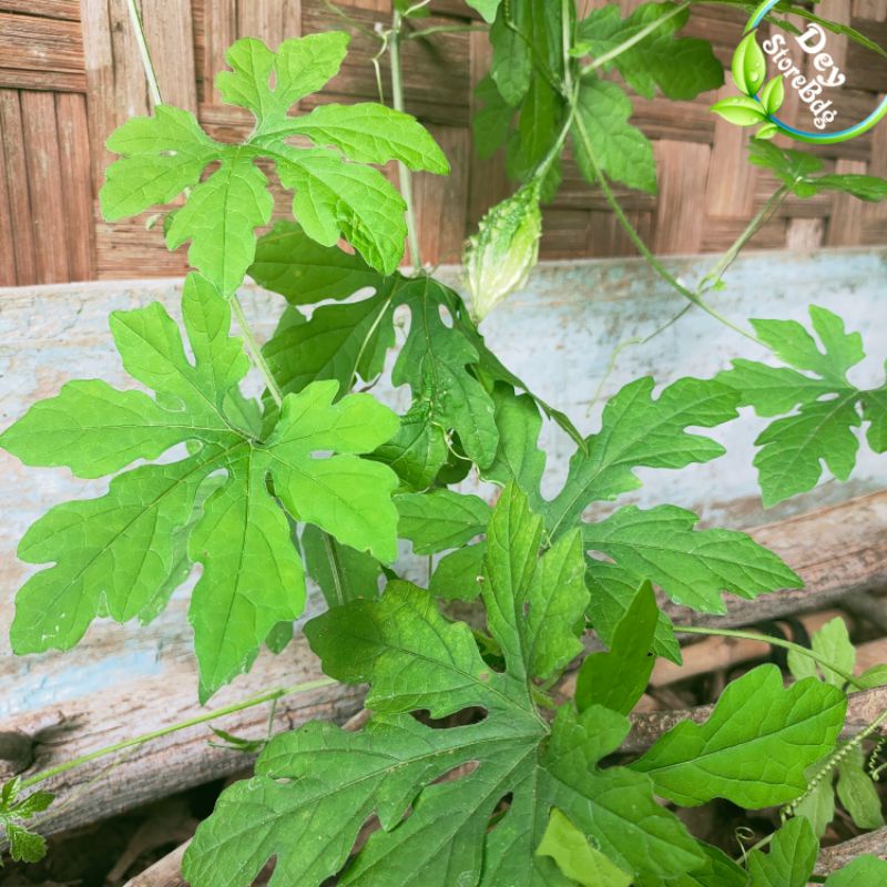 

Daun Pare Hutan Segar per 250 grm