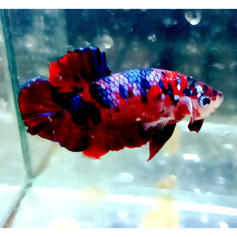 ikan cupang red koi galaxy jantan
