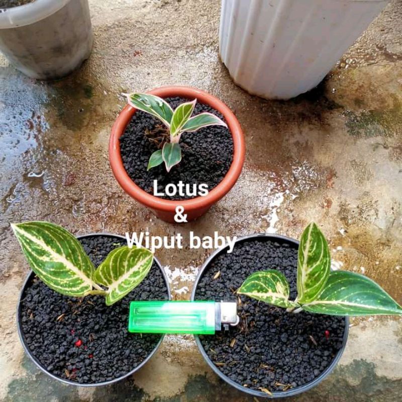 promo paket 3 baby aglonema lotus,wiput 2 anakan, benih aglonema