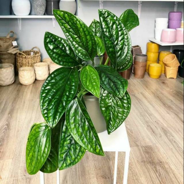 Tanaman Hias Bunga Gantung Rambat Monstera Karstenianum Sirih Jemani Shopee Indonesia