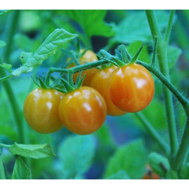 Bibit-Biji Tomat Cherry Bicolor (Haira Seed)