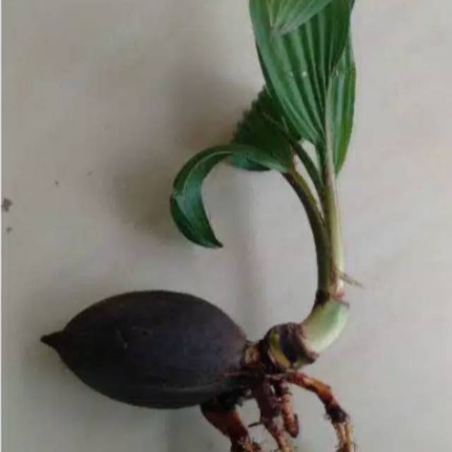 Bonsai kelapa minion/bahan bonsai kelapa minion hijau