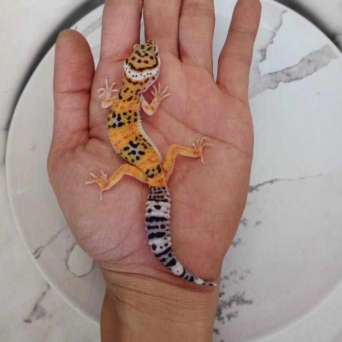 Leopard Gecko Juvenile Sortiran 3 4bulan Obat Reptil Vitamin Reptil Shopee Indonesia