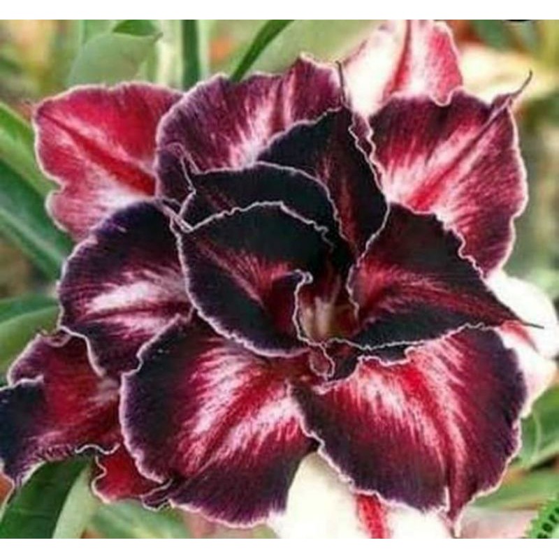 tanaman hias adenium grafting black amaryllis
