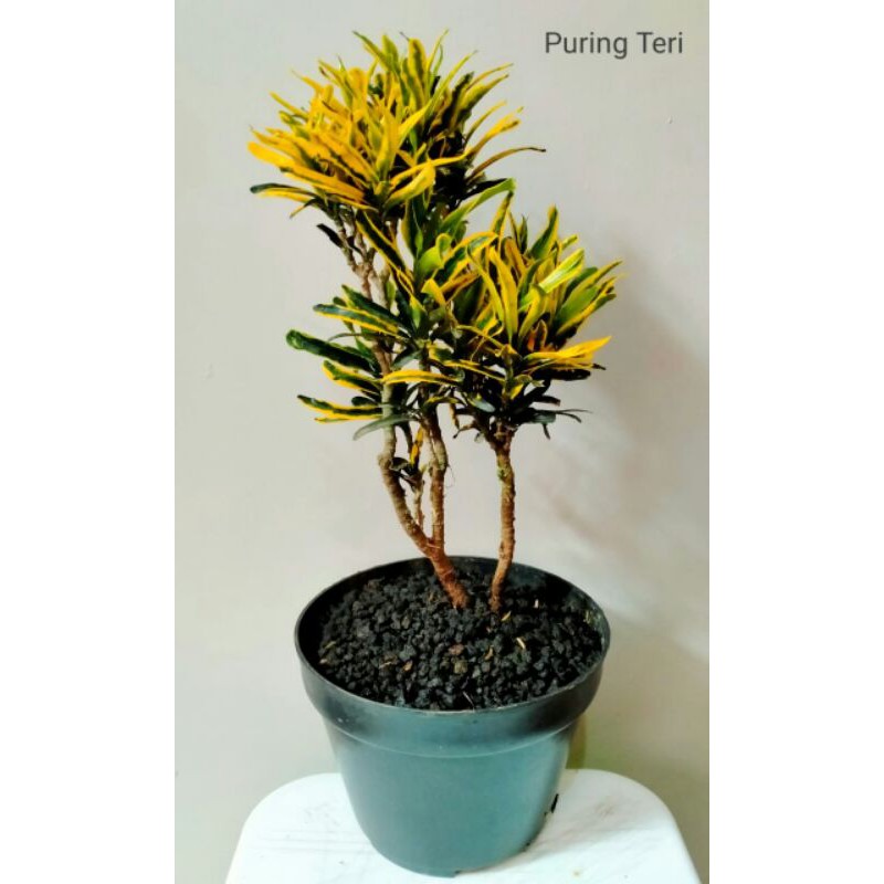 

Puring Teri
