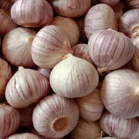 

Bawang Putih Tunggal Kualitas Terbaik Sekilo Premium