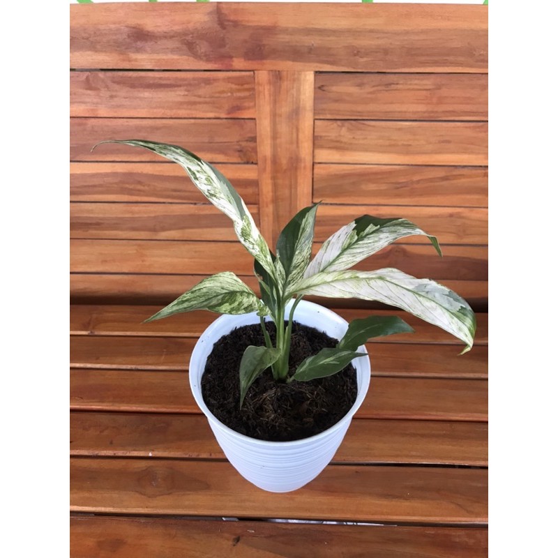 Peace lily variegata | sepatu fillum variegata