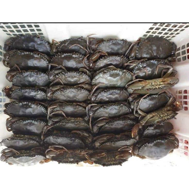 Kepiting Soka Frozen