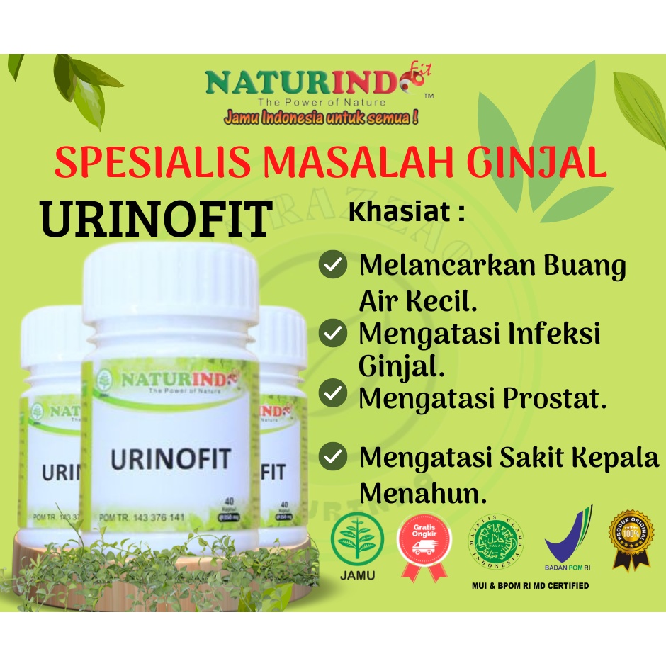 Obat Herbal Sulit Kencing Sakit Prostat Infeksi Saluran Kencing Anyang Anyangen Atasi Batu Ginjal Sa