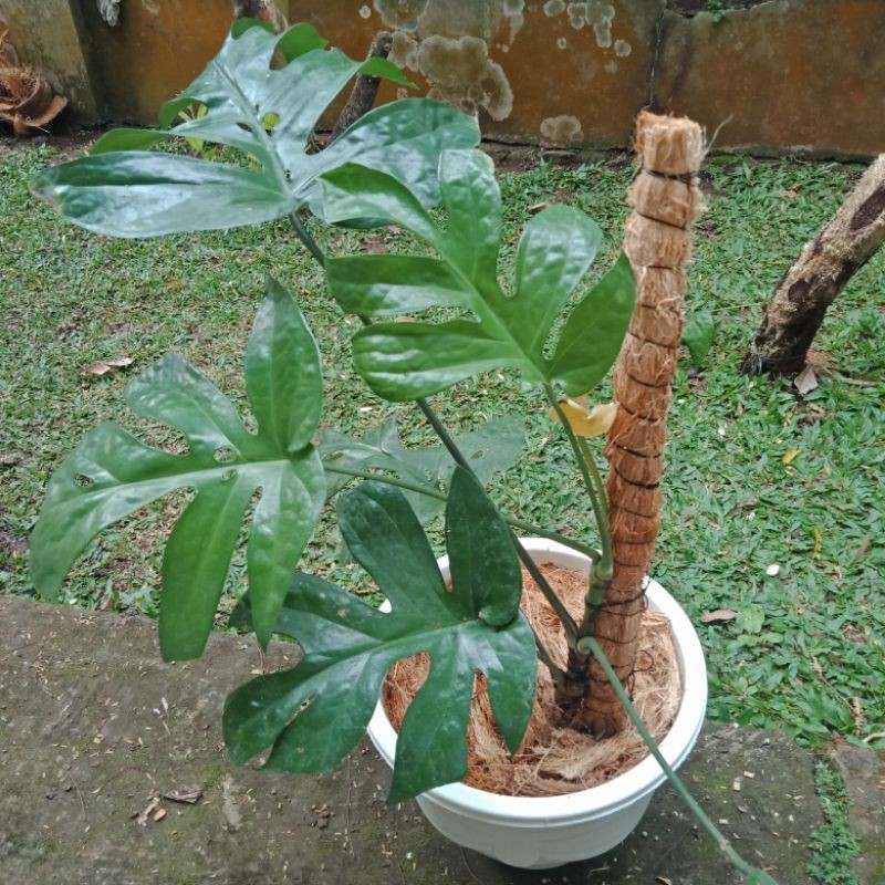 Monstera Amydrium Medium Shopee Indonesia