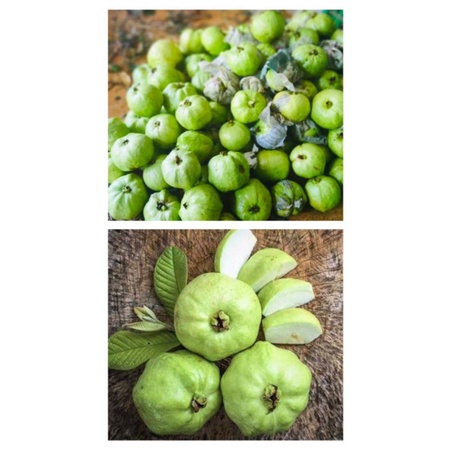 

JAMBU KRISTAL MURAH RENYAH /KG