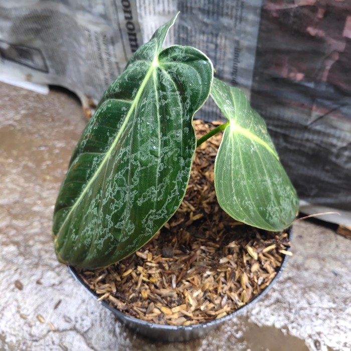 philodendron melanochrysum besar