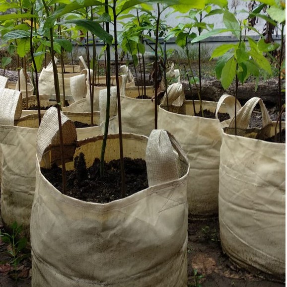 planterbag planter bag 40x40 planbag easy grow 50 liter kantong pot polybag