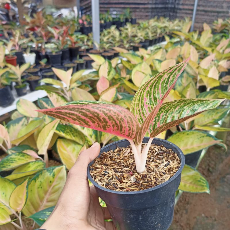 Aglonema Legasy Mangkok (lemang)