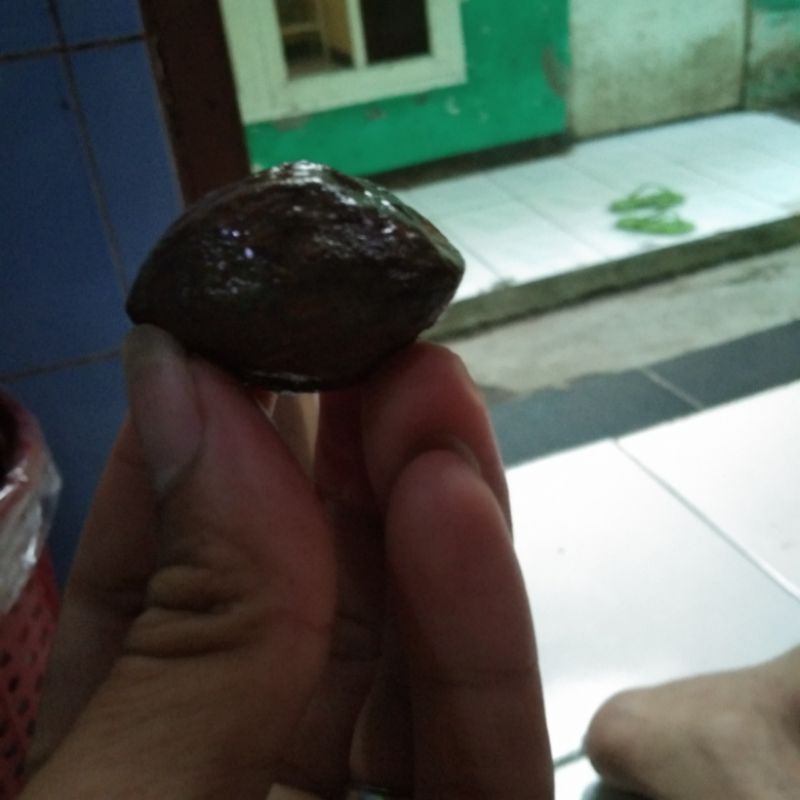 muncang adu jawa pedang s makam 100 7 biji