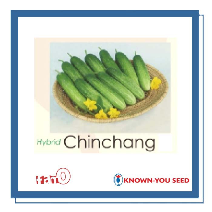 Benih / Biji / Seed Timun Baby F1 Chin Chang Cucumber Known-You