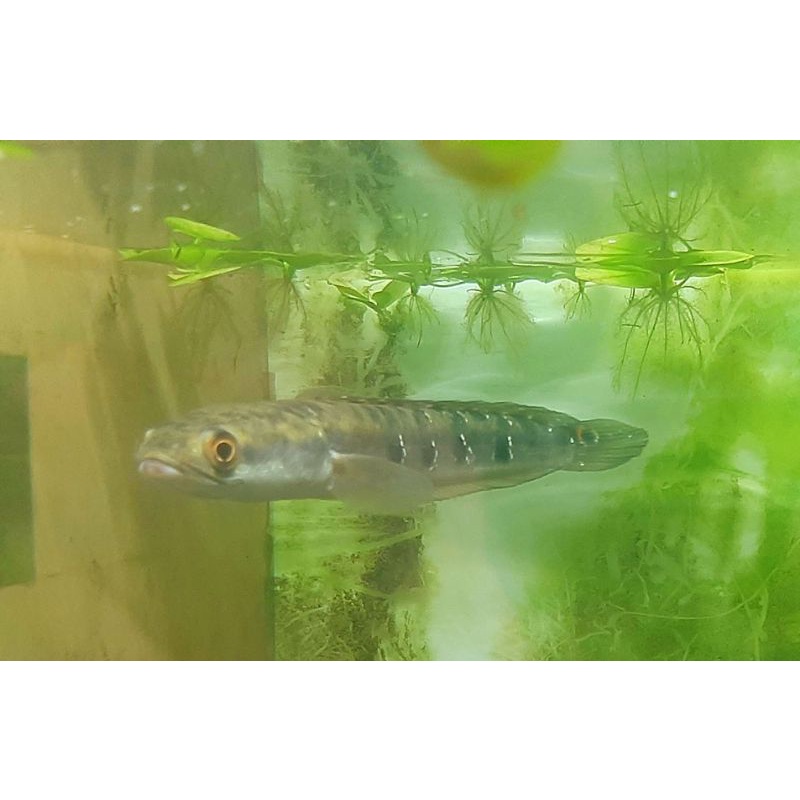 channa pseudo marulius