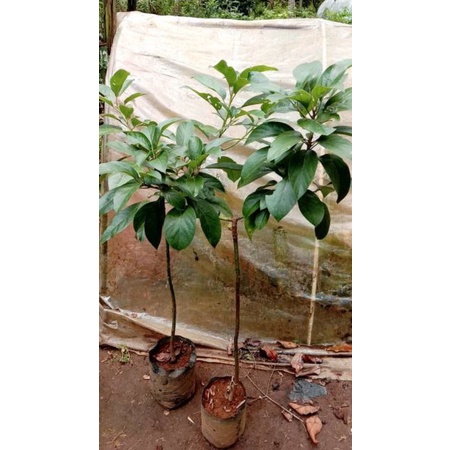 Bibit Alpukat Miki Ukuran 1 Meteran Batang Kekar Siap Dilahankan