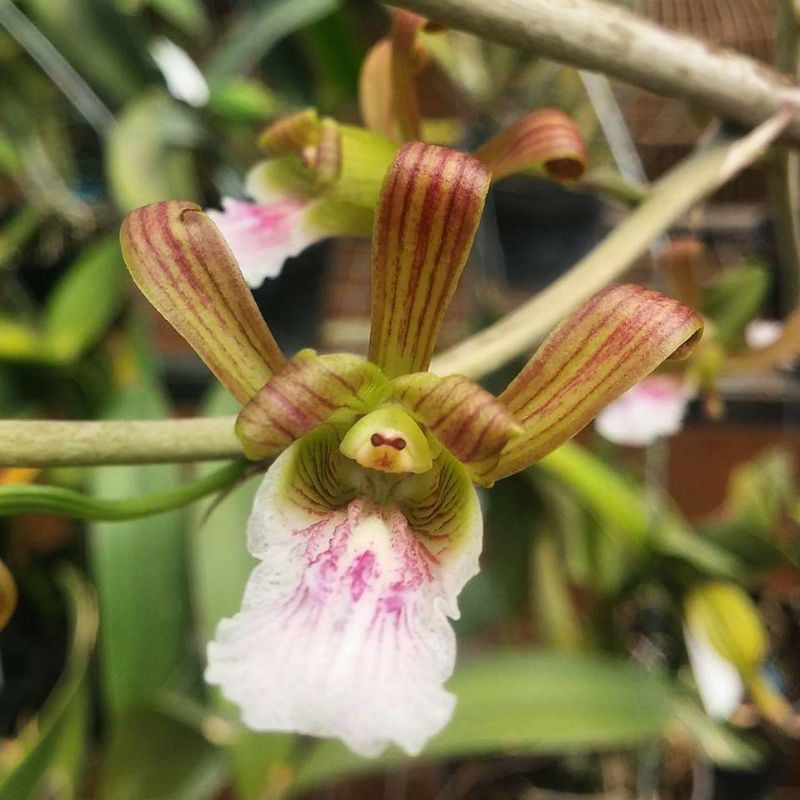 Anggrek gurun Eulophia patersii