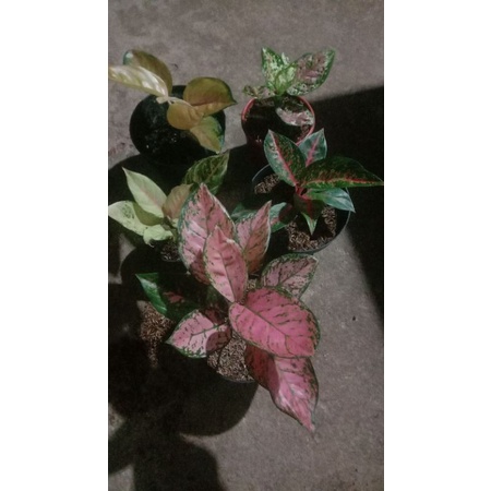 aglonema sultan brunai