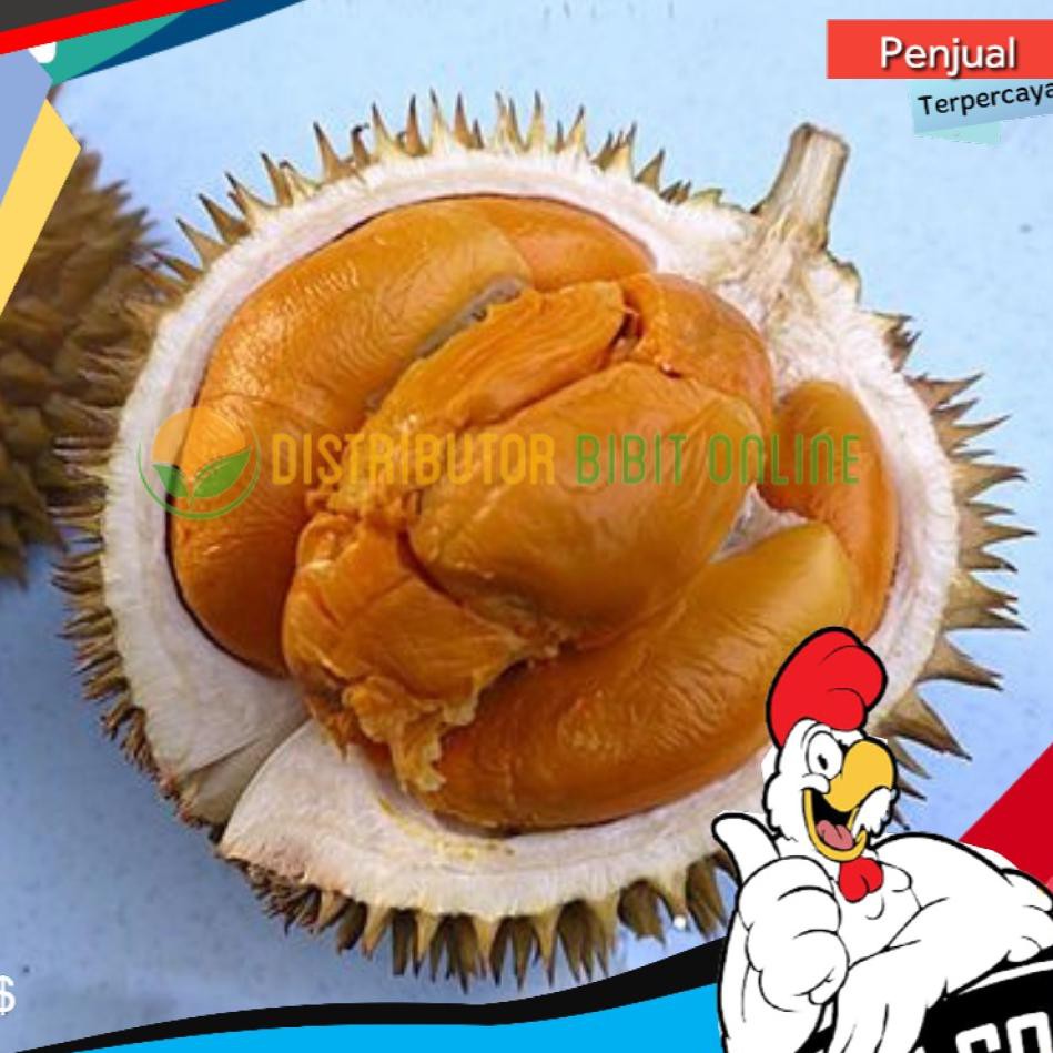 

SAK Asri Bibit Durian Duri Hitam/Ochee !