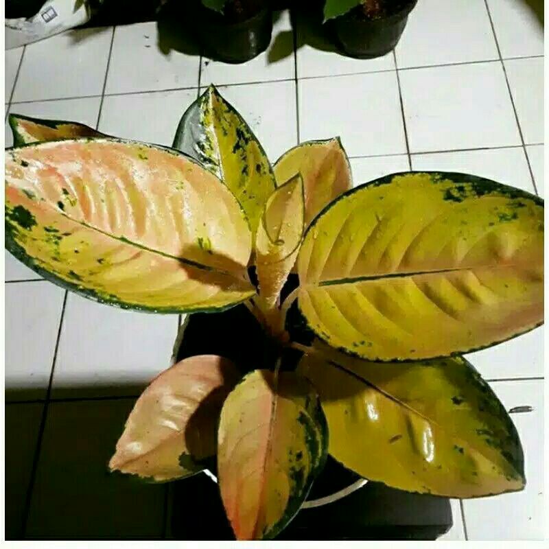 anakan aglonema sultan brunei