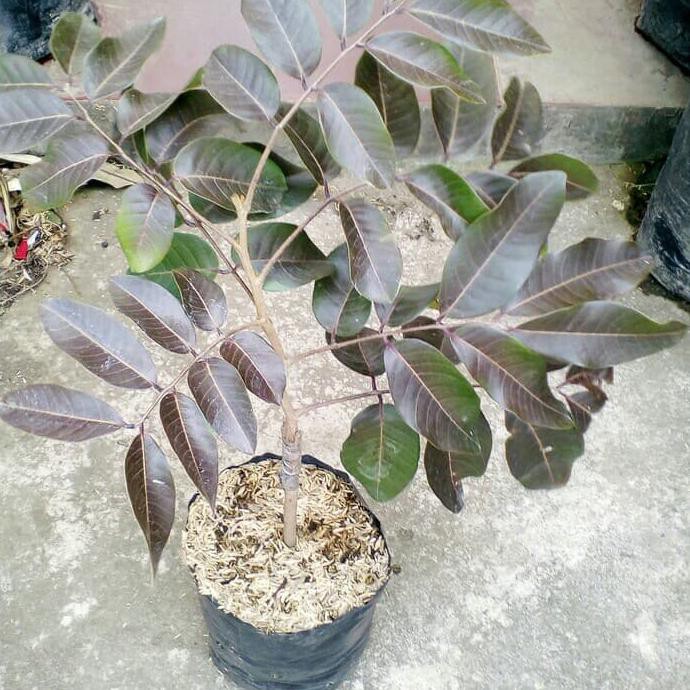 BIBIT BUAH KELENGKENG MERAH SIAP BERBUAH J*